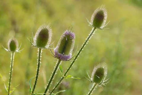Dipsacaceae, Dipsacus Fullonum, Dipsacus Fullonus, Dipsacus Sylvestris, Card, Wild Card, Flora,