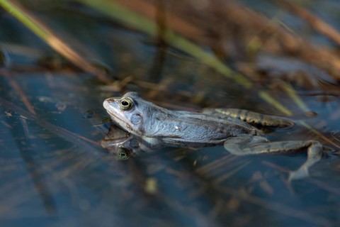 Moor frog, moor frog, rana arvalis, amphibians, amphibians, courtship behavior, courtship display,