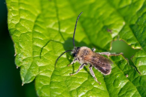 Apidae, bees, Eucera longicornis, early longhorn bee, hymenoptera, longhorn bee, long-horned bee,