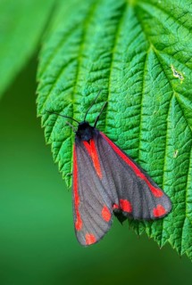 Blood bear, jacobscraut bear, carmine bear, Tyria jacobää, butterfly, cinnabar moth, high size,