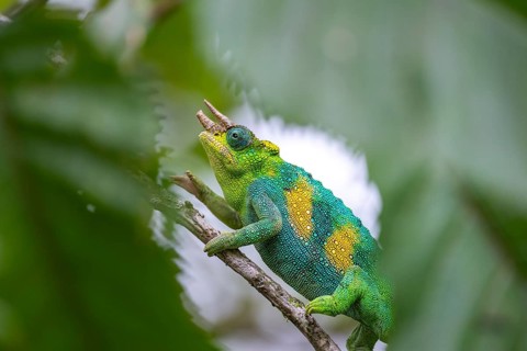 Three-horned chameleon (Trioceros jacksonii), male, between leaves on a branch, Bwindi Impenetrable
