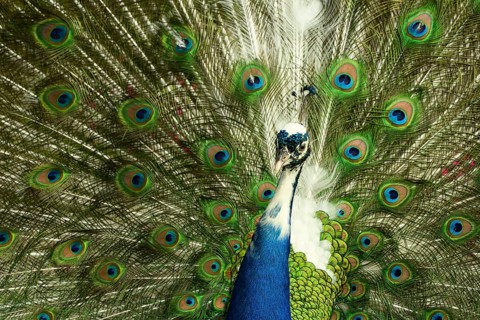 Schloss Hof, Baroque Garden, Baroque Manor, Animal Park, Peacock, Marchfeld, Lower Austria