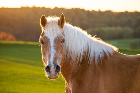 Horse, Haflinger, gelding, portrait, evening sun, back light