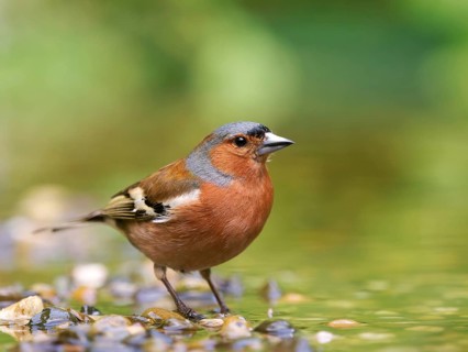 Chaffinch (Fringilla coelebs), a male standing on a gravel island in shallow water, Solms, Hesse,