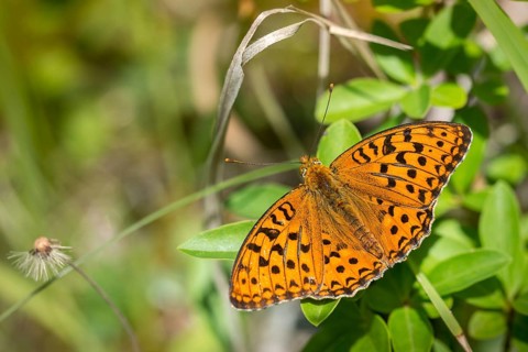 Argynnis adippe, Fabriciana adippe, fiery mother-of-pearl butterfly, high brown fritillary,