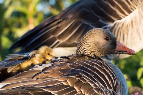 Mother goose, grey goose (Anser anser), with chicks on her back, Hesse, Germany