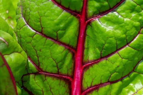 Swiss chard leaf (Beta vulgaris), vegetable patch, Chelsea Physic Garden, Chelsea, England, United
