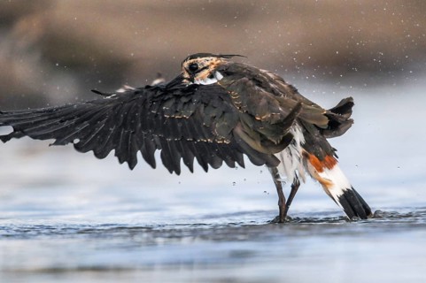 Lapwing, Vanellus Vanellus, Bath, Bathe, Birds, Charadriiformes, Flying, Flight, Limikolen, Plover,