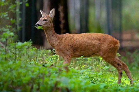 Artiodactyla, Capreolus capreolus, even-toed ungulate, cloven-hoofed, roe deer, mammals, mammals