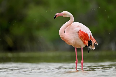 A greater flamingo (Phoenicopterus roseus), standing in the water, shakes its head, Camargue