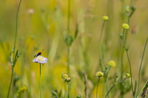 Six spot burnet moth (Zygaena filipendulae) adult insect feeding on a Field scabious flower in