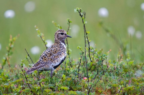 Finland, golden plovers, pluvialis apricaria, birds, charadriiformes, limikolen, plower, plovers,