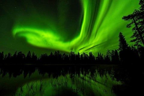 Northern Lights (Aurora borealis) reflected in a forest lake, Muddus National Park, Laponia World