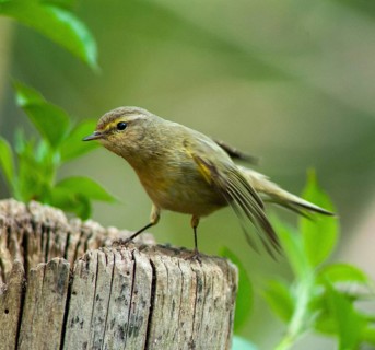 Chiffchaff, phylloscopus collybita, zilpzalp, birds, passeri, songbirds, birds