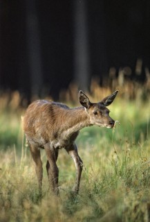 Artiodactyla, Cervus Elaphus, even-toed ungulate, cloven-hoofed, red deer, red deer, deer,