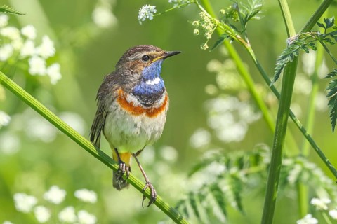 White-starred bluethroat (Luscinia svecica cyanecula), male, sitting in meadow chervil (Anthriscus