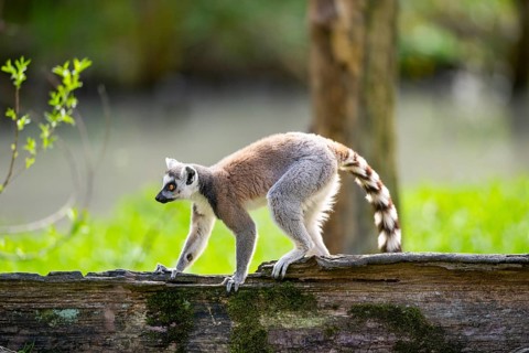 Ring-tailed lemur (Lemur catta) walking on an old tree trunk, captive, Germany