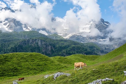 Cow on a mountain meadow in front of mountain landscape, Breithorn and Tschingelhorn mountain