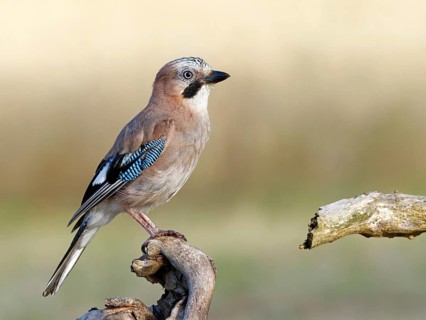 A jay (Garrulus glandarius) perched on a root, Solms, Hesse, Germany