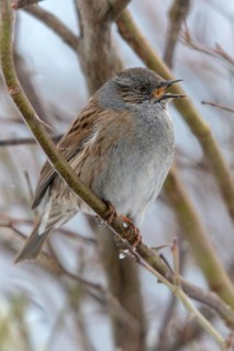 Dunnock, Dunnock, Prunella modularis, birds, high size, portrait format, male, passeri, songbirds,