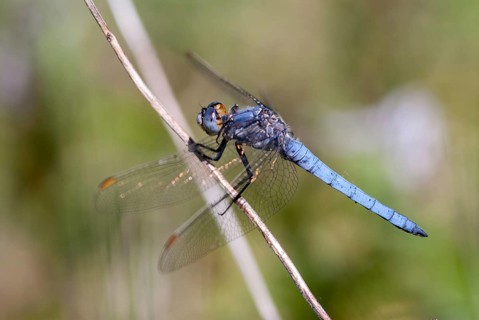 Orthetrum Brunneum, Southern Skimmer, Southern Blue Arrow, Anisoptera, Blue Arrow, Bulgaria,