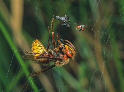 European hornet, hymenoptera, vespa crabro, hymenoptera, prey, capture, hornet, insects, spider web