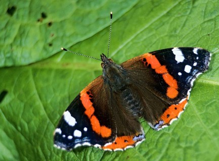 Admiral, Red Admiral, Vanessa Atalanta, Butterfly, Insects, Insects, Leo, Butterfly, Butterflies