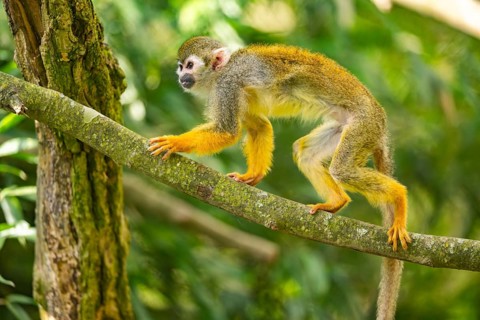 Common squirrel monkey (Saimiri sciureus) on a branchåç, captive, distribution South America