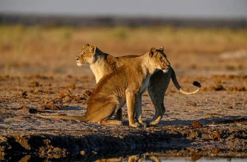 Two lionesses (Panthera leo) in the morning light at the Nxai Pan waterhole, Nxai Pan National