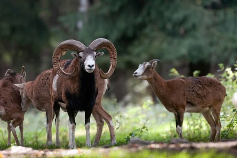 Artiodactyla, even-toed ungulate, mouflon, mouflon, mouflon, ovis gmelini musimon, cloven-hoofed,