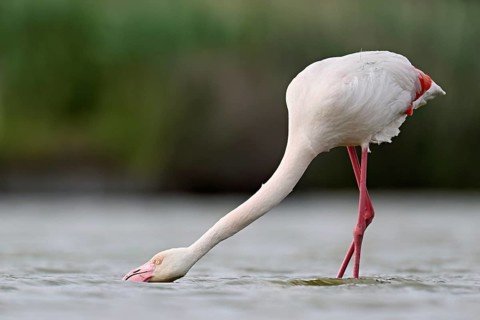 Pink flamingo (Phoenicopterus roseus), standing in the water whilst foraging, Camargue Regional
