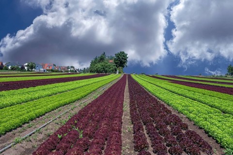 Lettuce cultivation in Knoblauchsland, early vegetable cultivation, Nuremberg urban area, Fürth