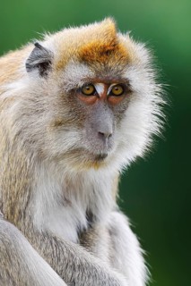Javanese monkey (Macaca fascicularis), portrait, captive, occurrence in Southeast Asia