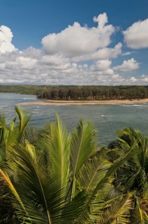 View of palm trees on the northernmost stretch of beach of Goa, Terekol, Goa, South India, India