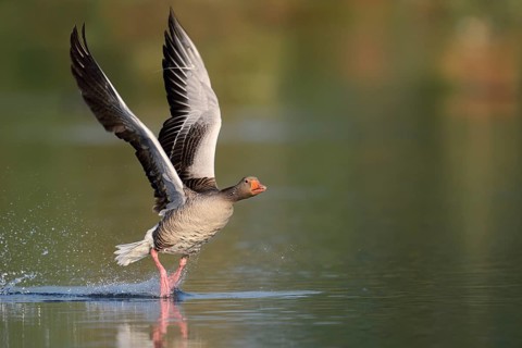 Greylag goose (Anser anser) flying up, North Rhine-Westphalia, Germany