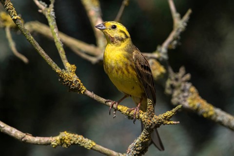 Emberiza citrinella, goldammer, yellowhammer, birds, male, passeri, songbirds, birds