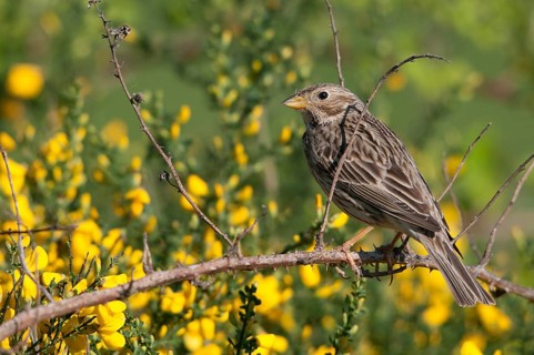 Brandenburg, corn bunting, Emberiza Calandra, Germany, gray bunting, miliaria calandra, Nabu,