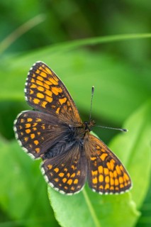 Common butterflies, heath fritillary, melitaea athalia, quail wheat moth, butterfly, high size,