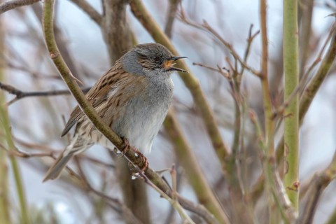 Dunnock, Dunnock, Prunella modularis, birds, males, passeri, songbirds, birds