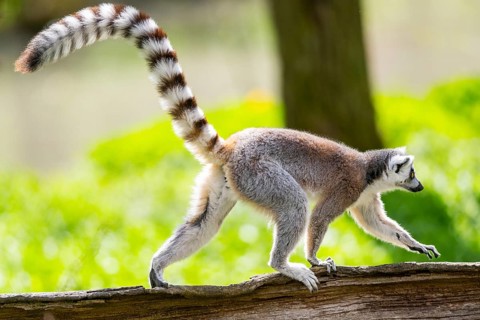 Ring-tailed lemur (Lemur catta) walking on an old tree trunk, captive, Germany