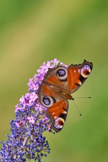 European Peacock (Aglais io) Butterfly Feeding on Purple Buddleia Flower