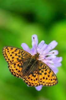 Brenthis Ino, Lesser Marbled Fritillary, Meadowsweet Pearl Butterfly, Purple Silver Butterfly, High