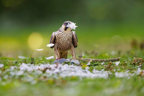 Peregrine falcon (Falco peregrinus), Germany
