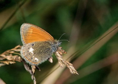 Chestnut heath, coenonympha glycerion, rust-brown meadowbird, red-brown meadowbird, butterfly,