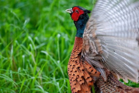 Pheasant, hunting pheasant, phasianus colchicus, pheasant, Sweden, courtship behavior, birds,