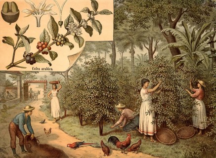 Scene illustrates manual harvesting on a historic coffee plantation. Plantation workers pick the