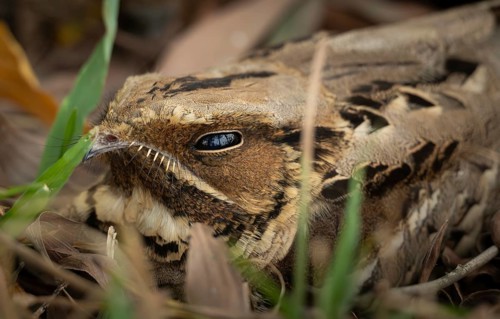 Close up of a Large-tailed Nightjar (Caprimulgus macrurus) perfectly camouflaged on the forest