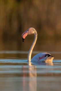 Afro-Asian Greater Flamingo, Eurasian Flamingo, European Flamingo, Granelli, Greater Flamingo,