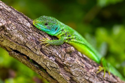Western green lizard (Lacerta bilineata) sunbathing on a branch, scaly crawlers (Squamata), male,
