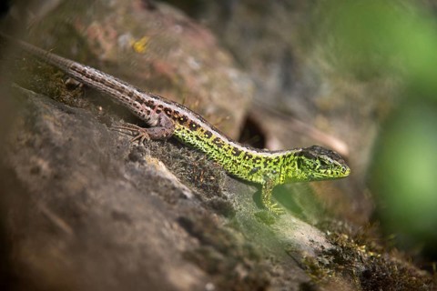 Lacerta agilis, sand lizard, sand lizard, critters, lizards, reptiles, lizards, males, reptilia,